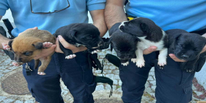 Associações de proteção de animais com isenção do IVA na aquisição de alimentos até 31 de dezembro